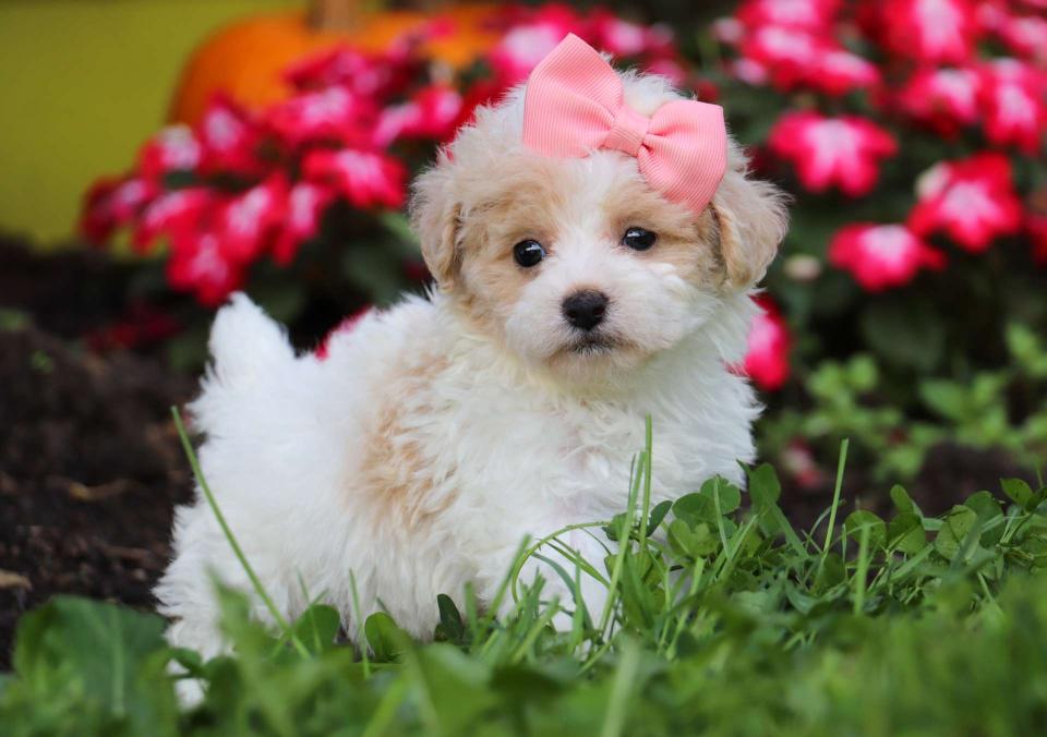 Available Maltipoo