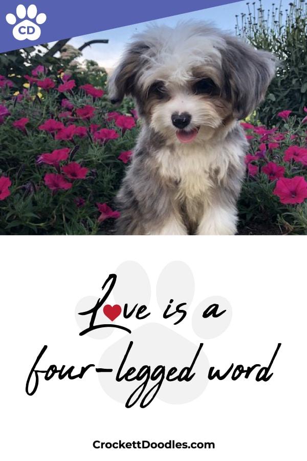 Puppy Quote Love Is A Four Legged Word Two