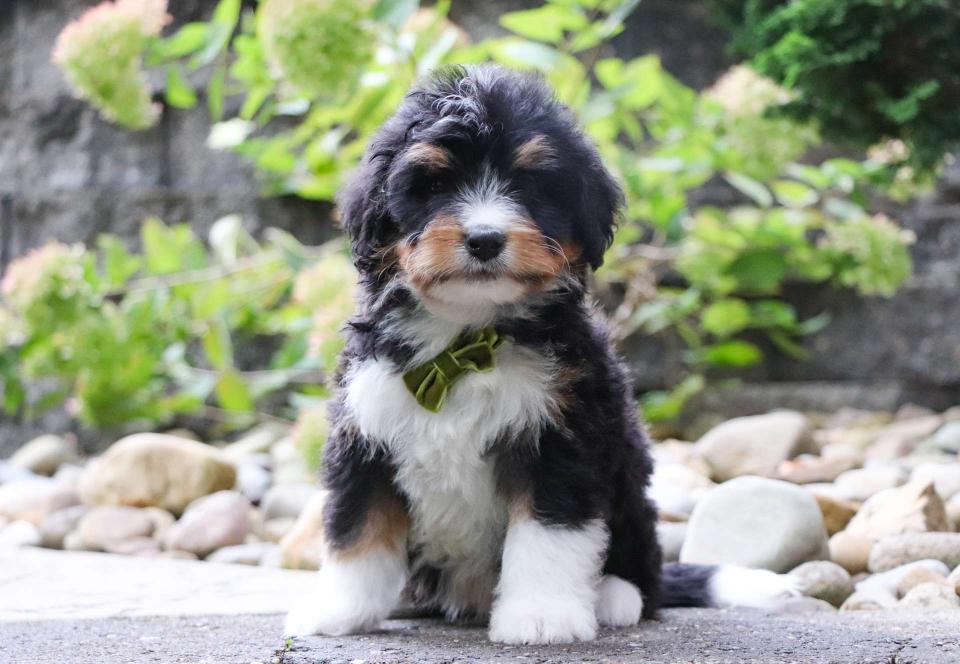 Best Omaha Bernedoodles Available — Crockett Doodles