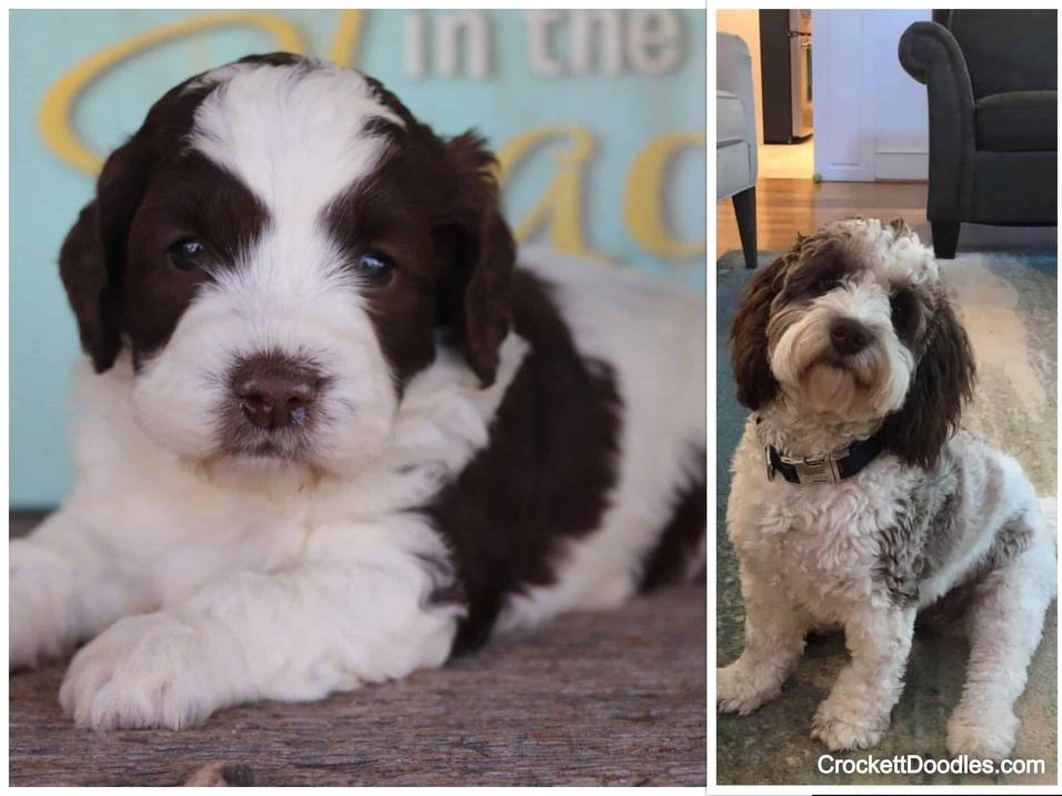 Springerdoodle puppy pictured as a puppy then adult