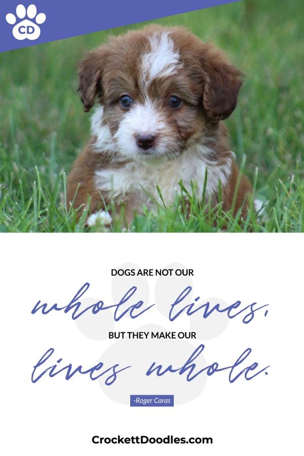 Puppy Quote Dogs Are Not Our Whole Lives