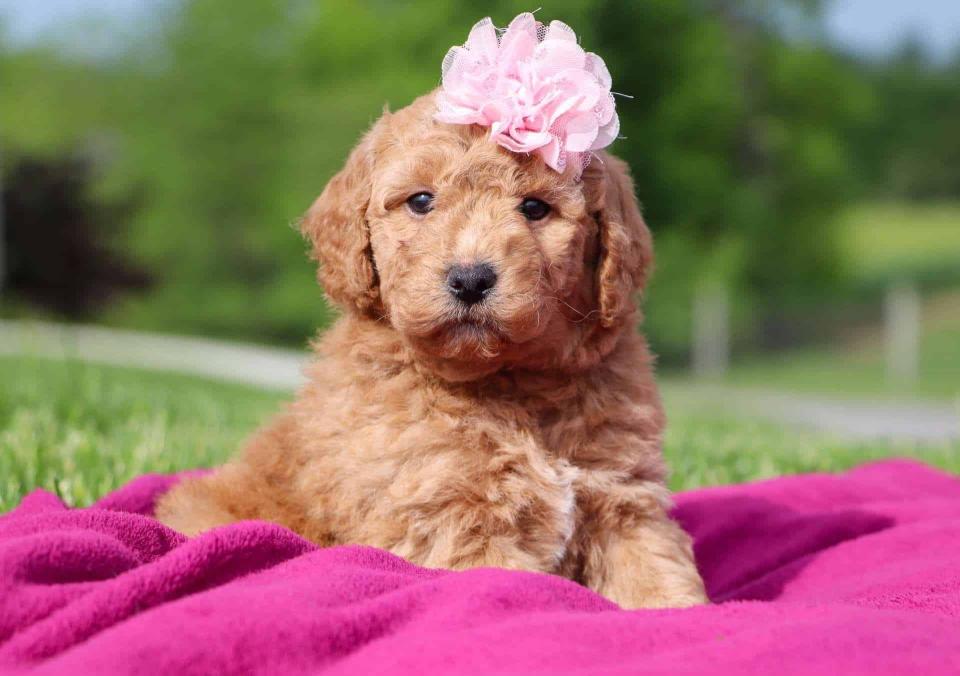 Available Labradoodle