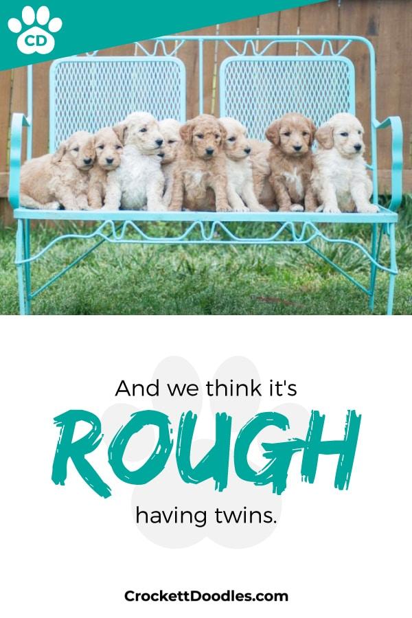 Puppy Quote We Think It's Rough