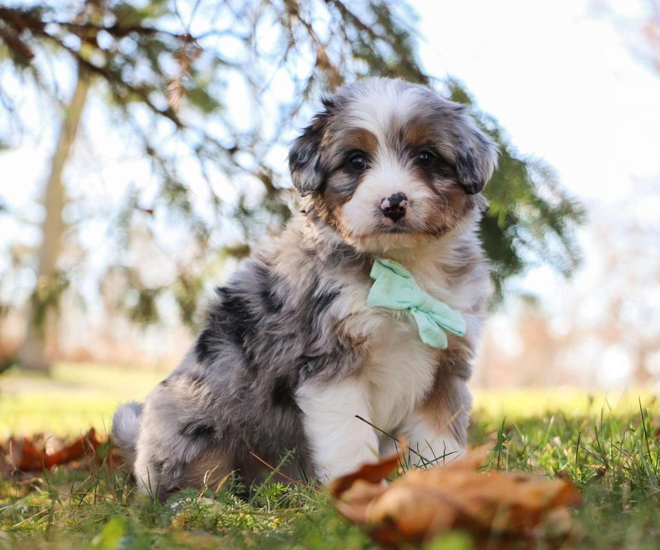 Best Maryland Swiss Doodles Available — Crockett Doodles