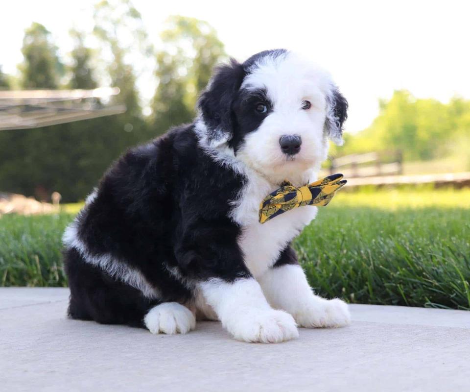 Available Sheepadoodle