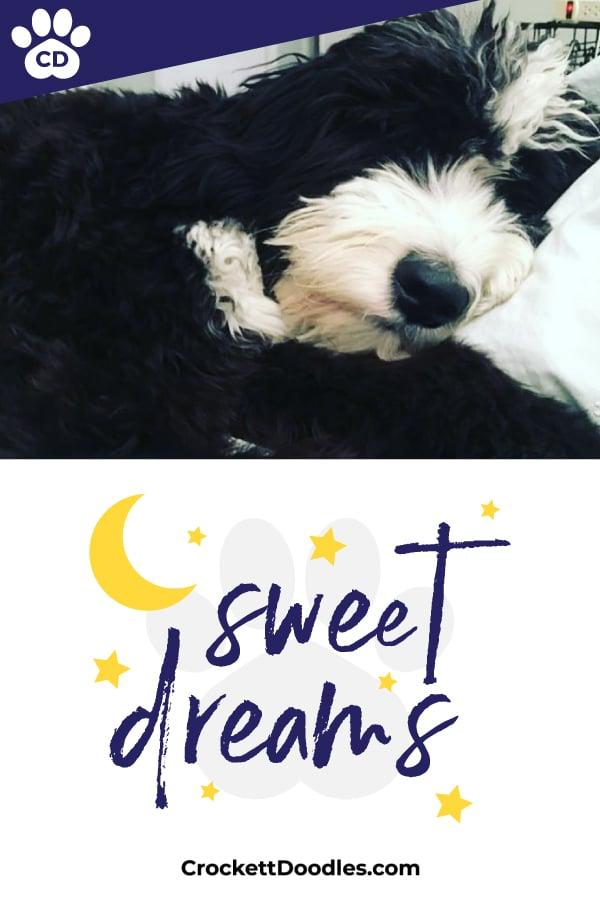 Puppy Quote Sweet Dreams