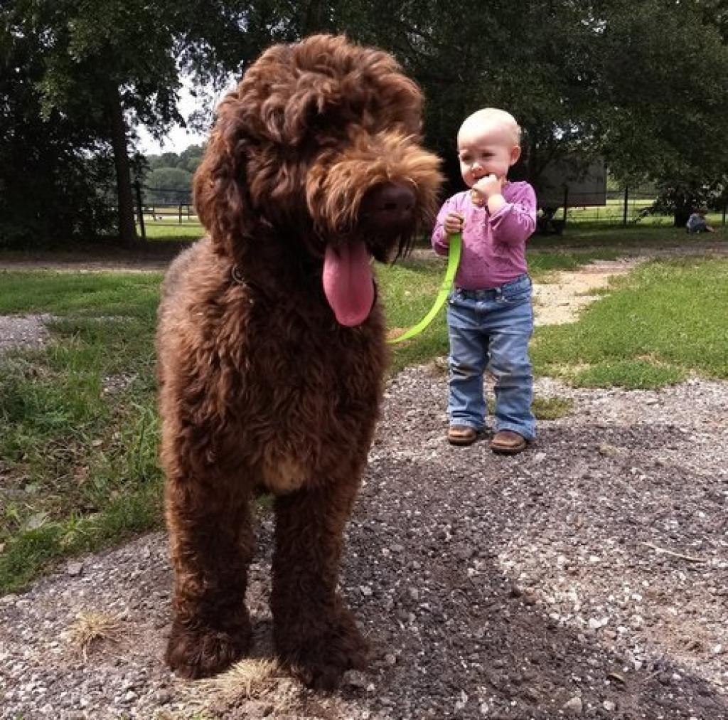 Java, the Australian Labradoodle dad at one of our SC guardian homes