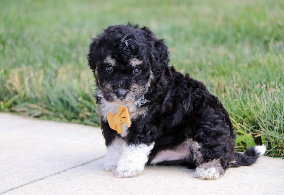 Cute Aussiedoodle Available