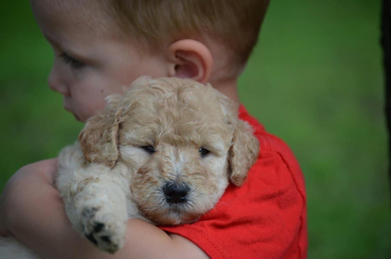 Goldendoodle Puppy with Boy