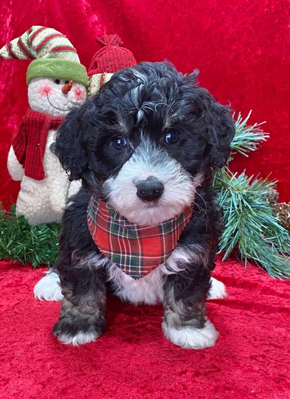 Best Los Angeles Bernedoodles Available — Crockett Doodles