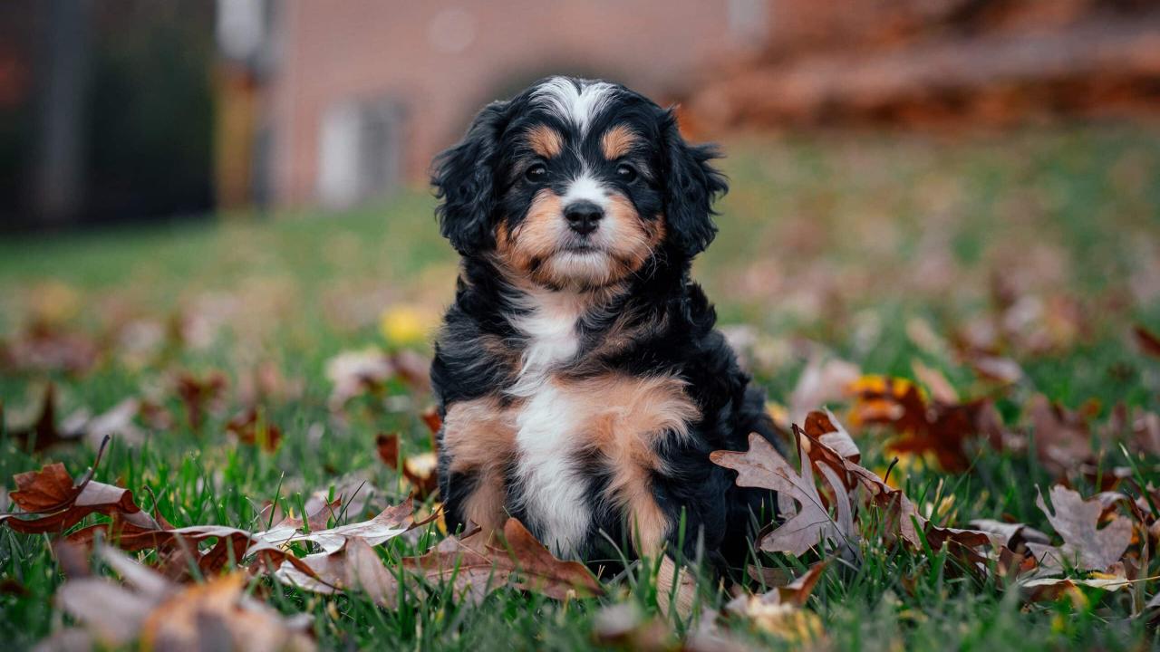 The Rise of Bernedoodles: Shaping 2026's Family Dog Trends