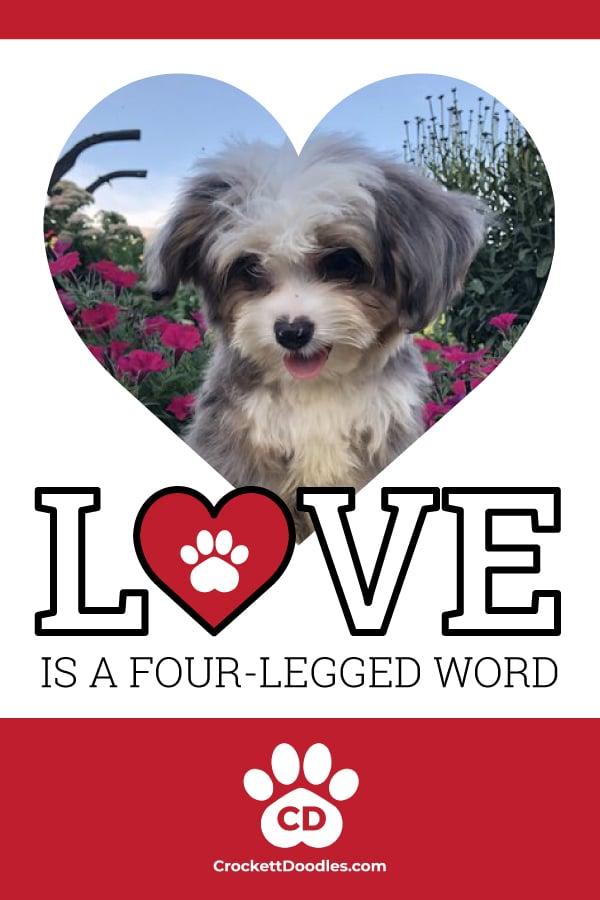 Puppy Quote Love Is A Four Legged Word