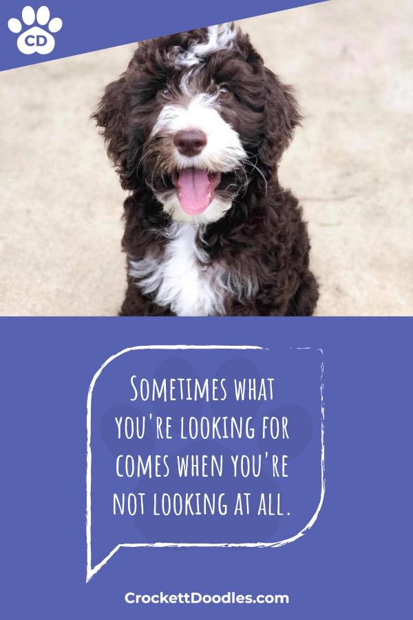 Puppy Quote What You're Looking For