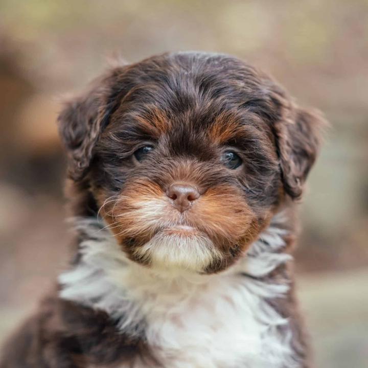 Available Chocolate Multi-color Lhasapoo