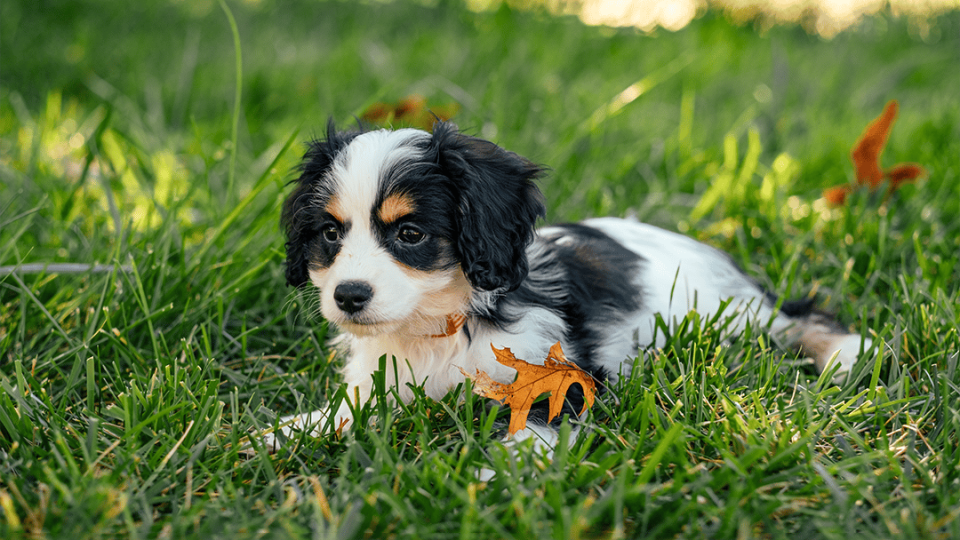 Tri-Color Cavachon Pup