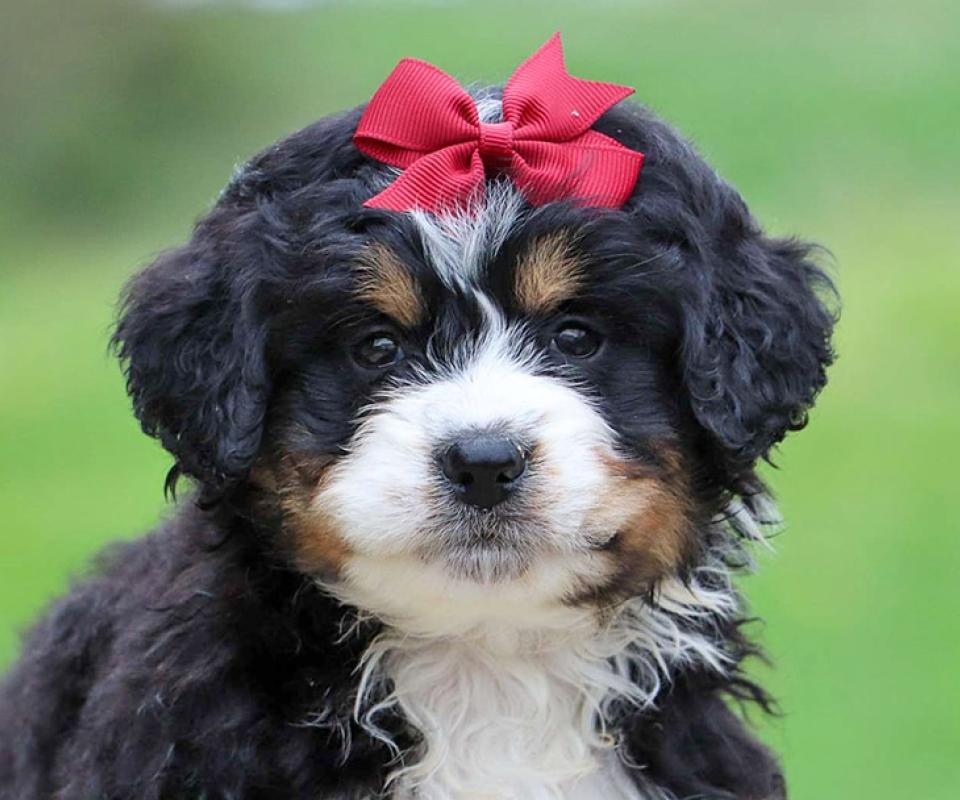 Discounted Puppies - Tri-color Bernedoodle Puppy