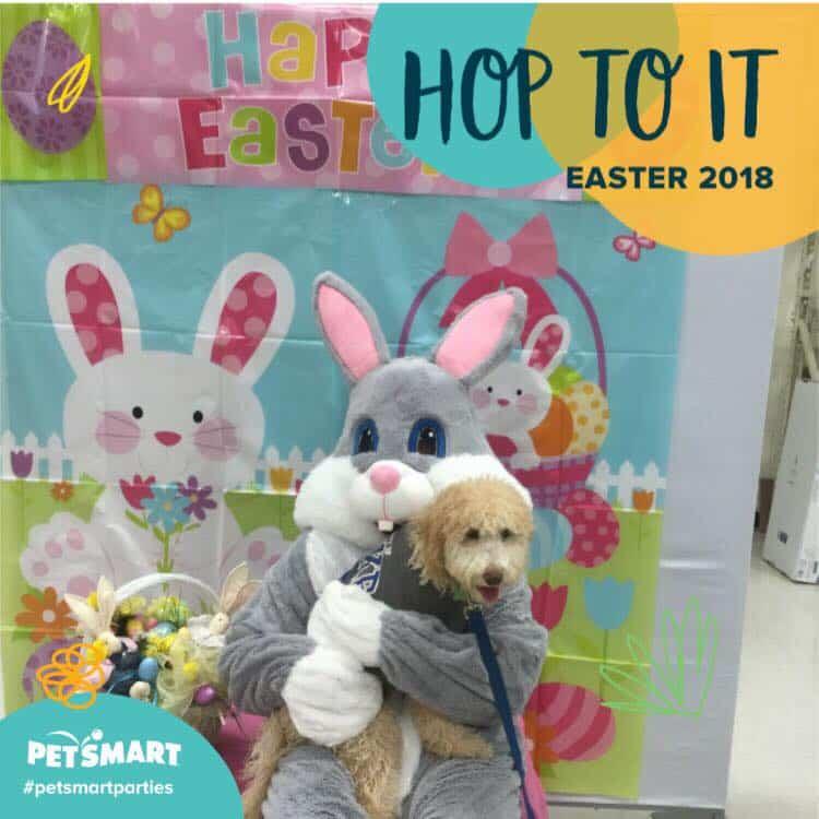Best Easter Puppy Picture Option-7
