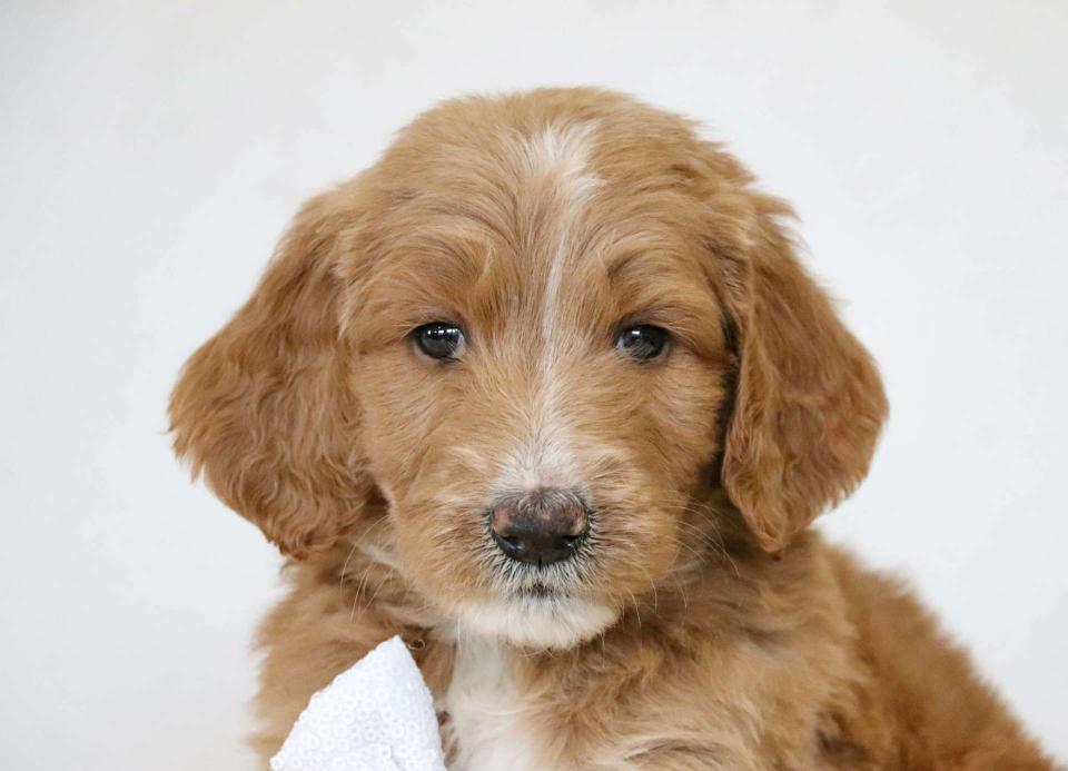 Best Kansas City Goldendoodles Available — Crockett Doodles