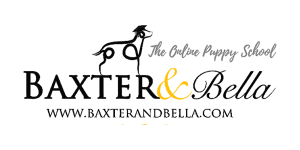 Baxter Bella Puppy School