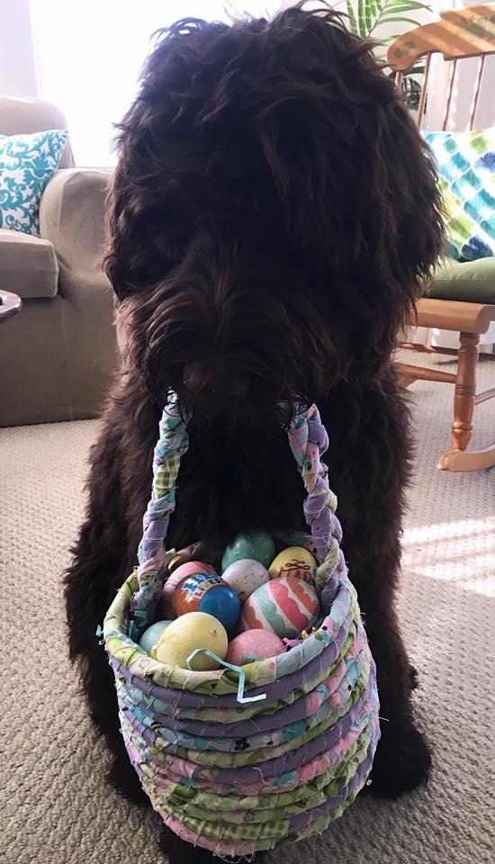 Best Easter Puppy Picture Option-6