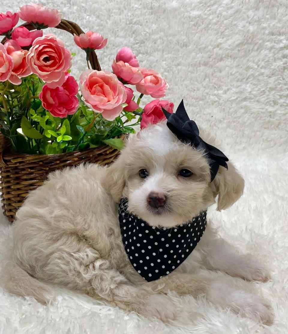 Best Arlington Swiss Doodles — Crockett Doodles