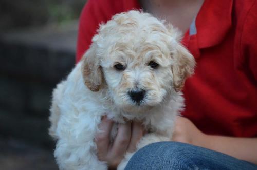 Snowball Goldendoodle-4