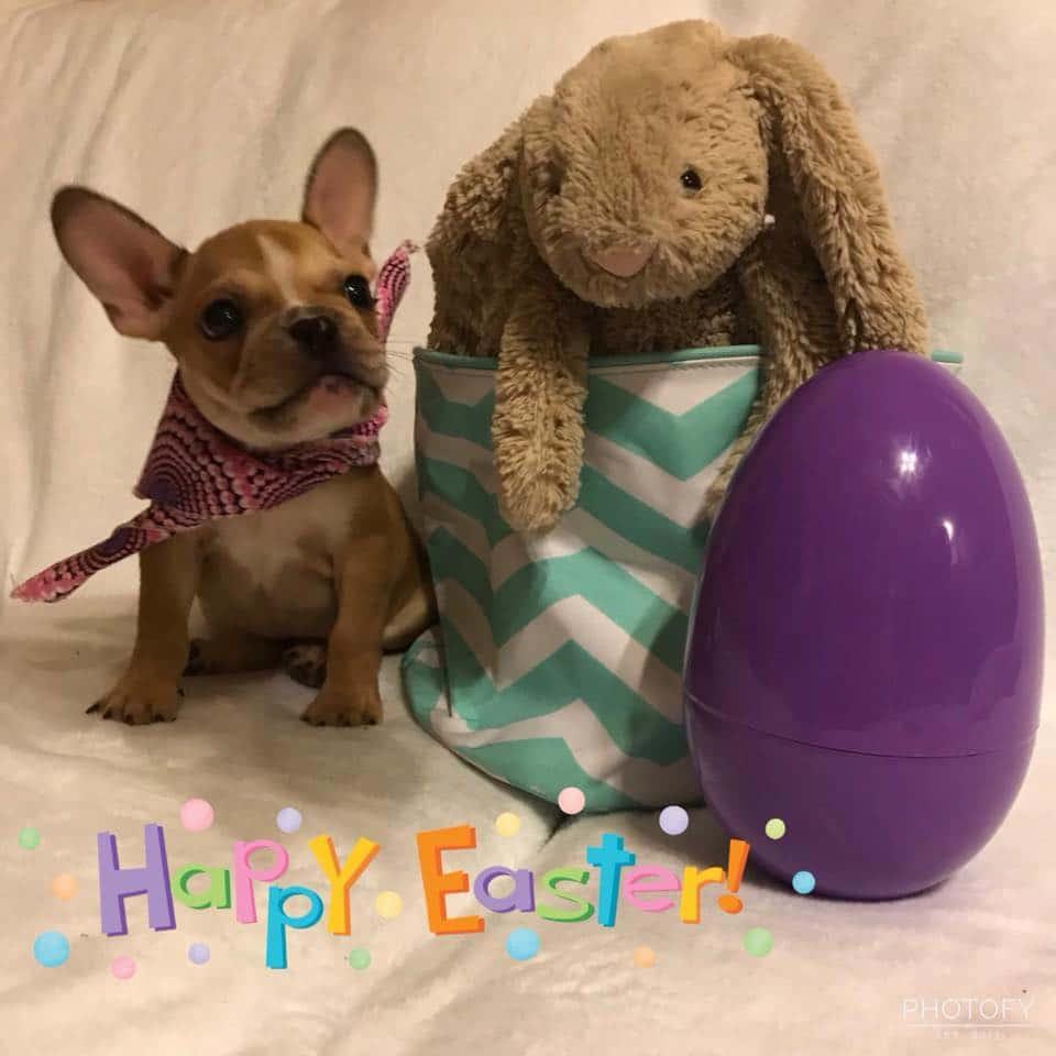 Best Easter Puppy Picture Option-11