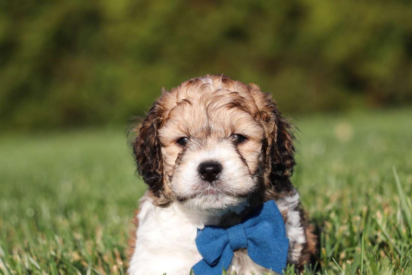 Best Alaska Cavapoos Available — Crockett Doodles