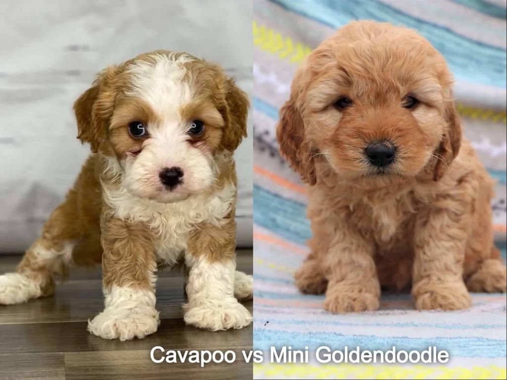 Cavapoo vs Mini Goldendoodle