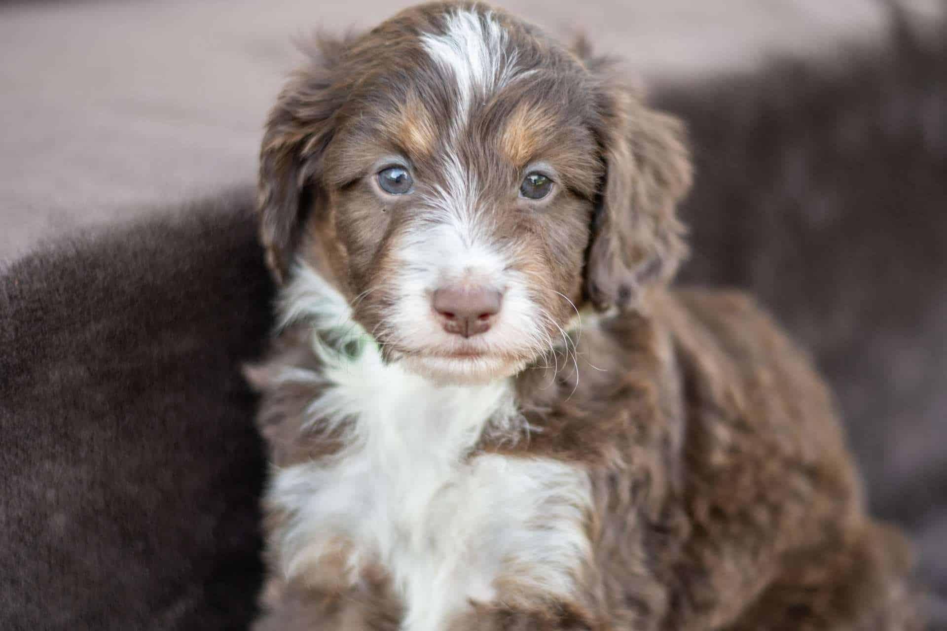 Best St. Louis Swiss Doodles Available — Crockett Doodles