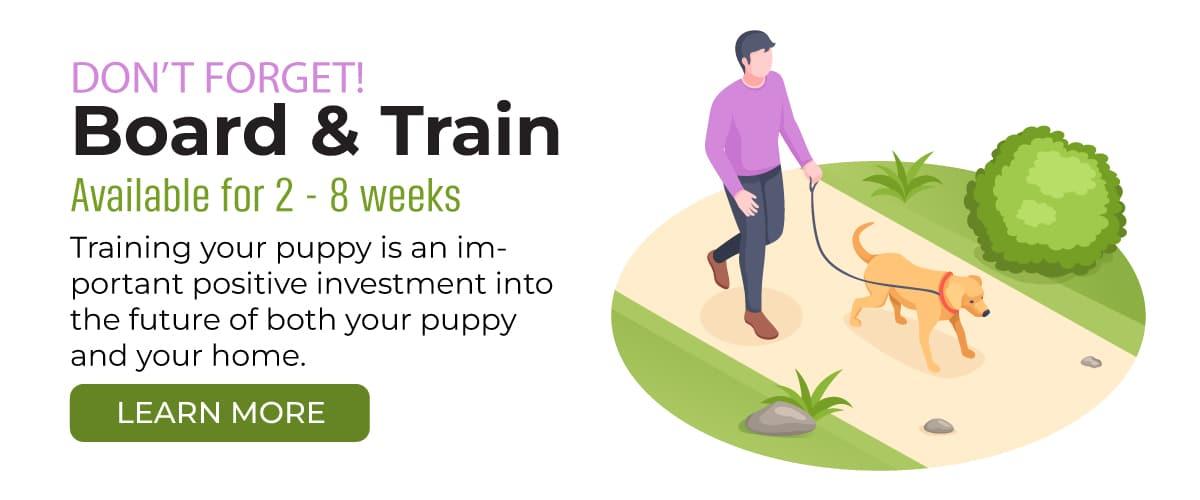 Board & Train Puppy Training