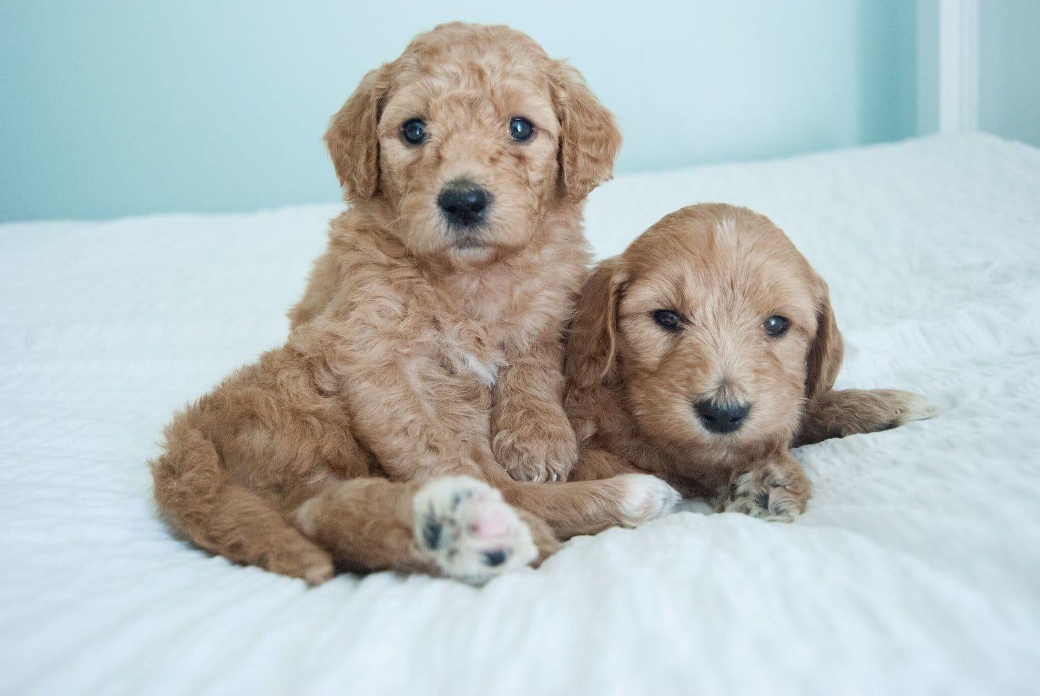 mini-Goldendoodles-bb7efe28.jpeg