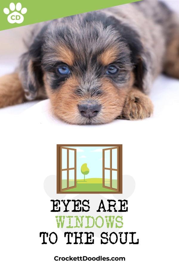 Puppy Quote Eyes Are Windows To The Soul