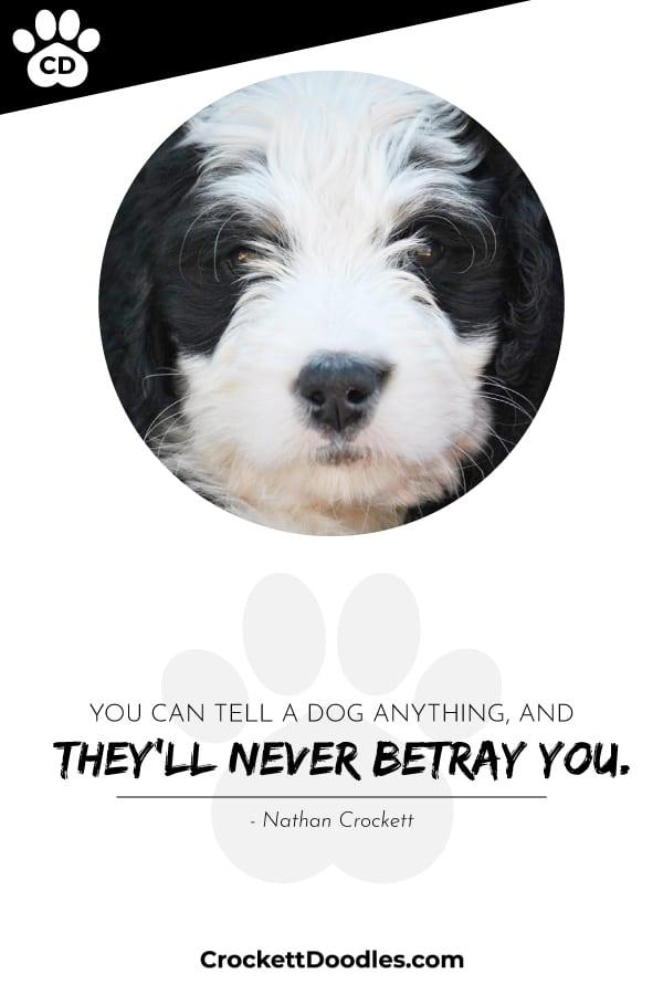 Puppy Quote Never Betray