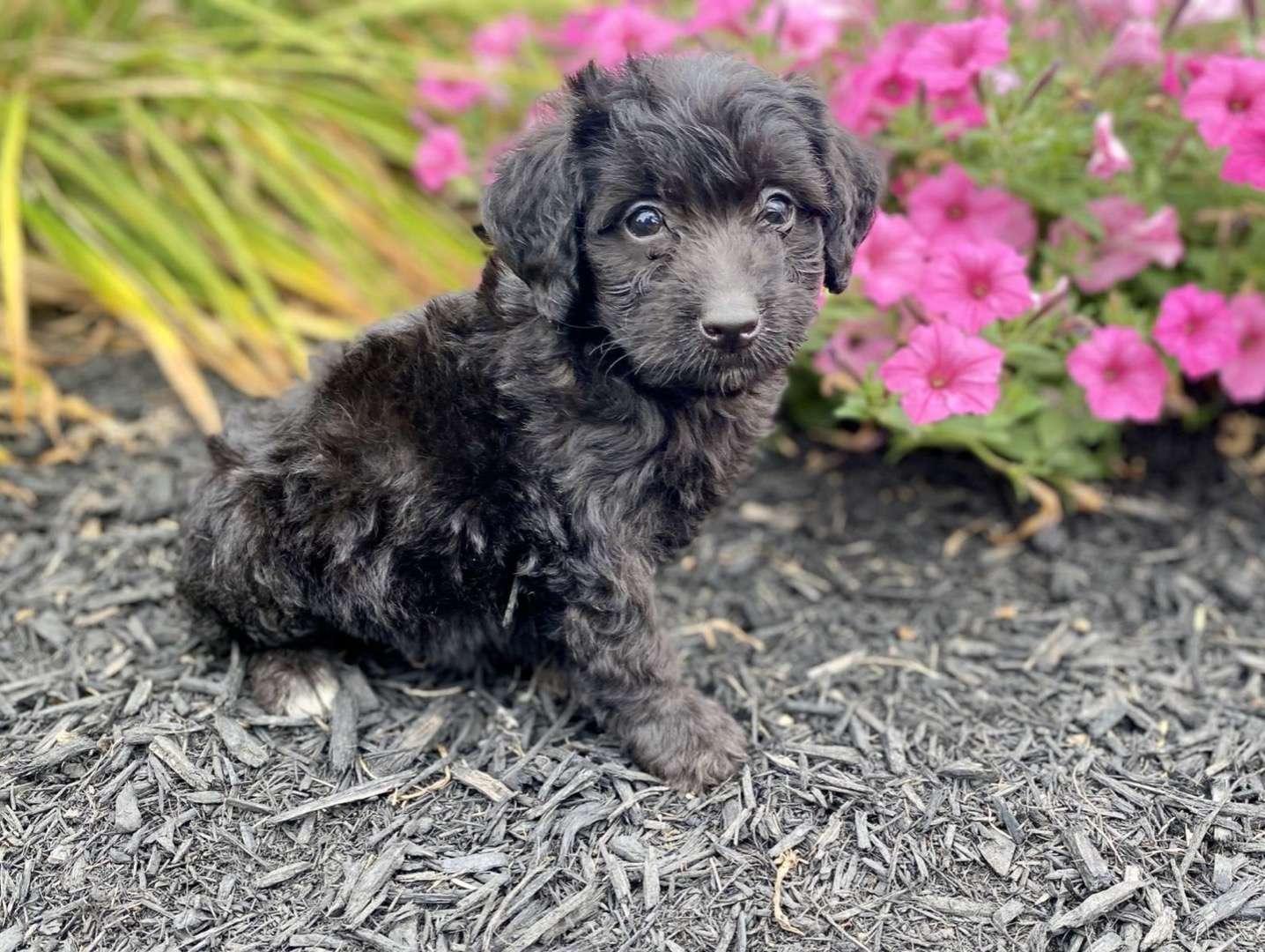 Best California Swiss Doodles Available — Crockett Doodles