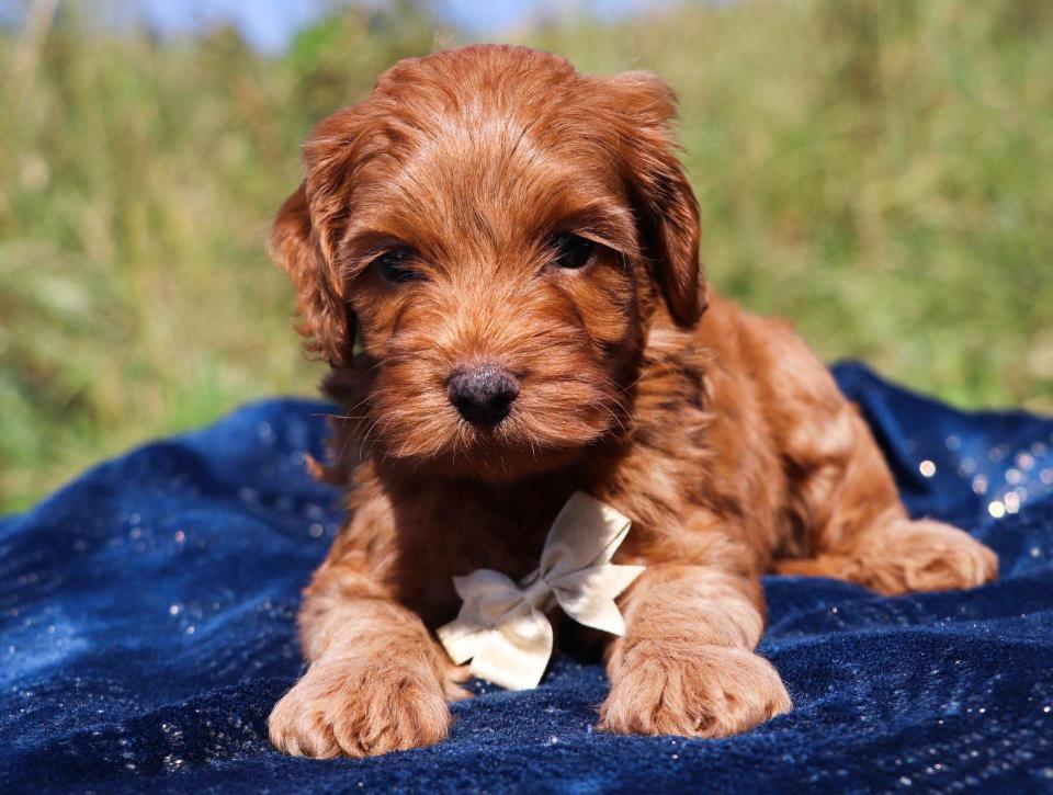 Best Spokane Cockapoos — Crockett Doodles