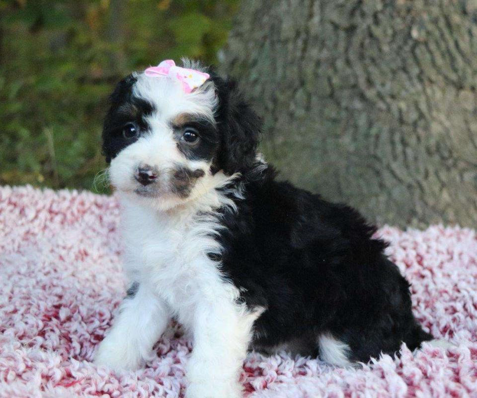 Wisteria, the Bernedoodle girl-4