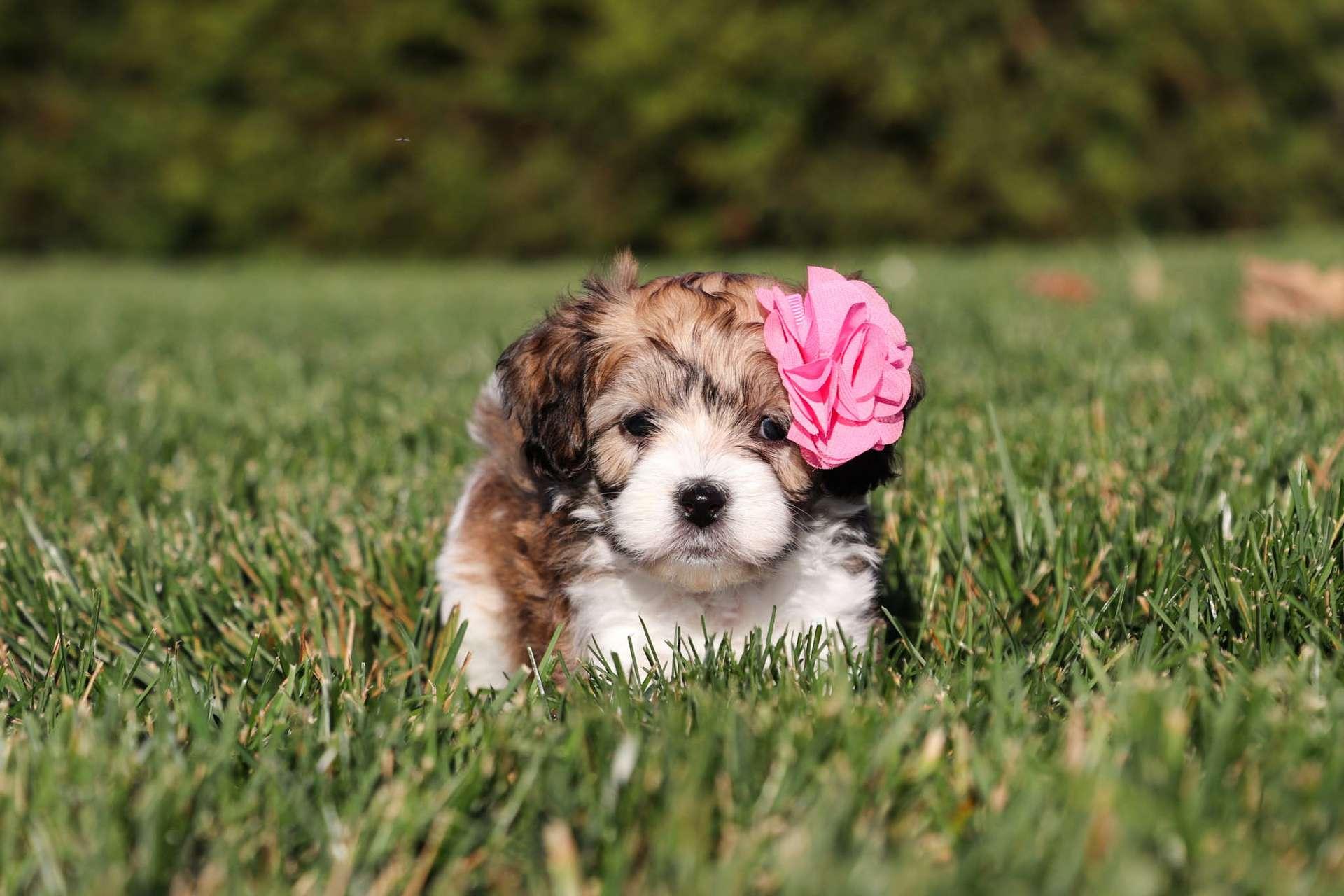 Best Seattle Cavapoos Available — Crockett Doodles