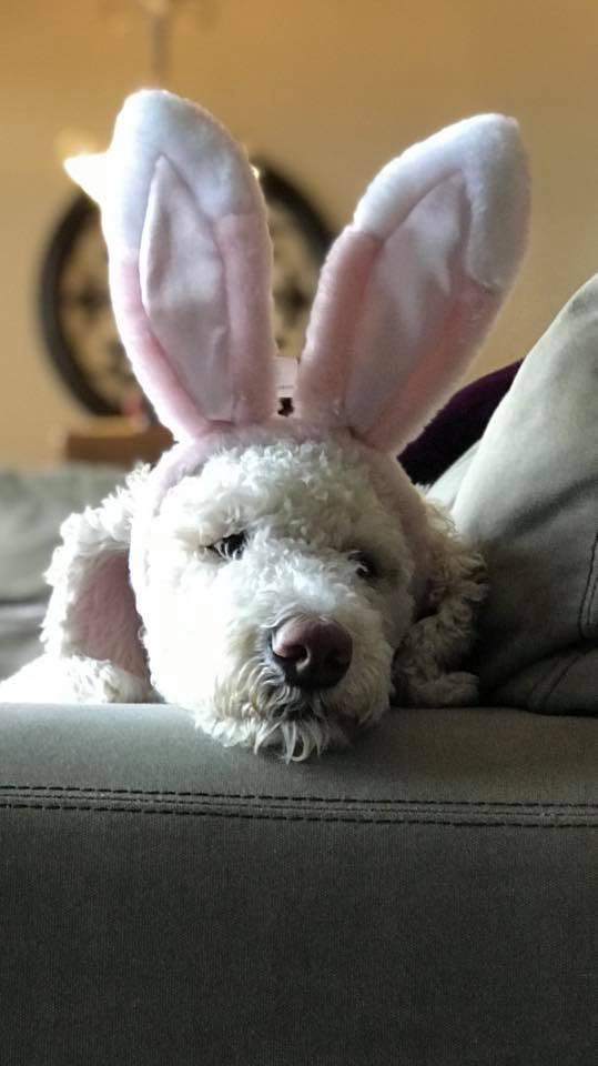 Best Easter Puppy Picture Option-5