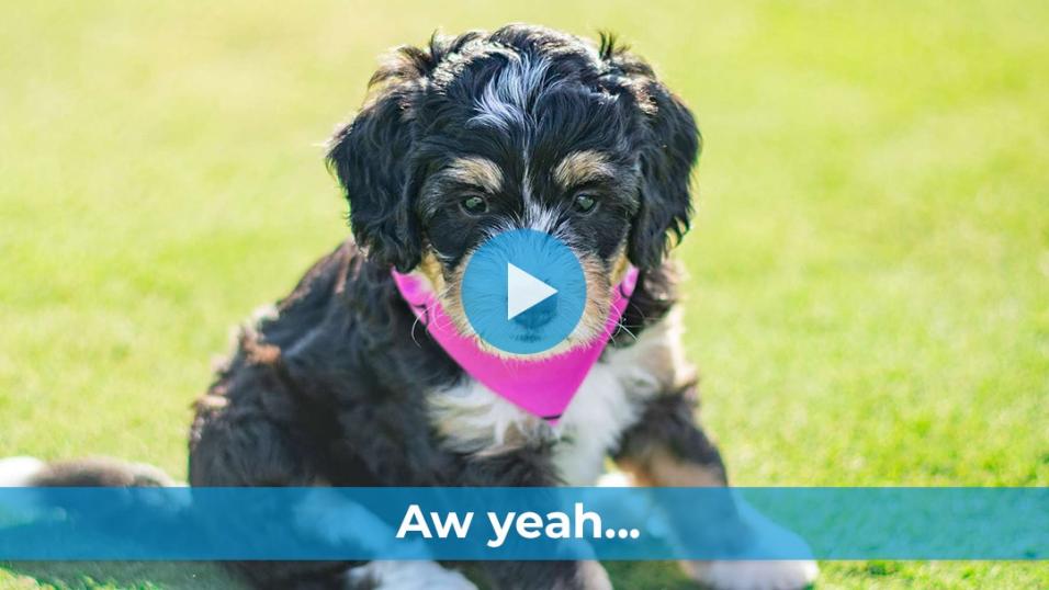 Puppy Cuteness Overload Episodes