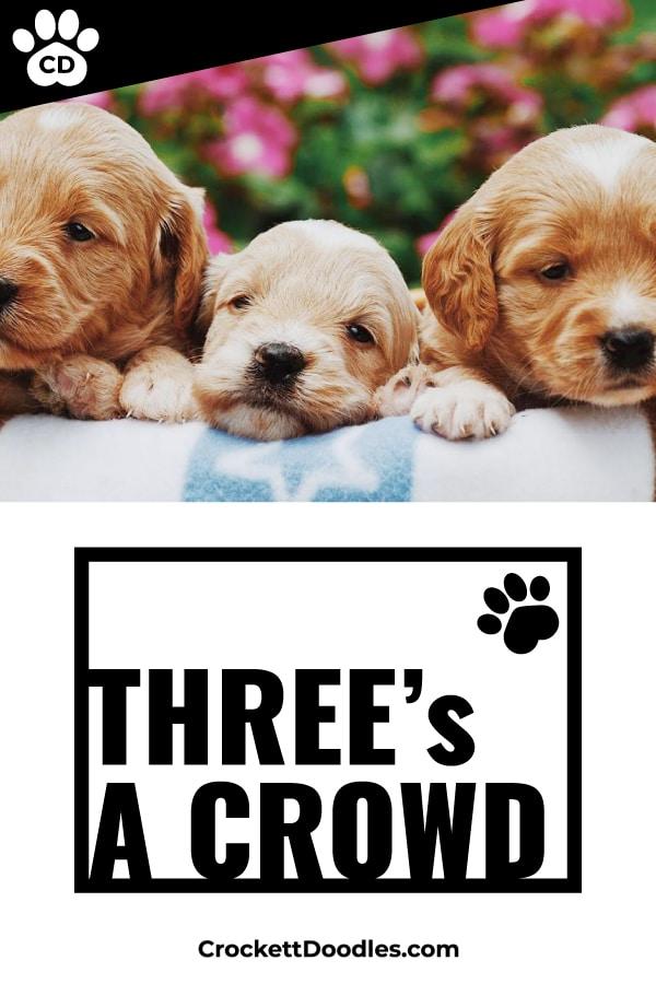 Puppy Quote Threes A Crowd