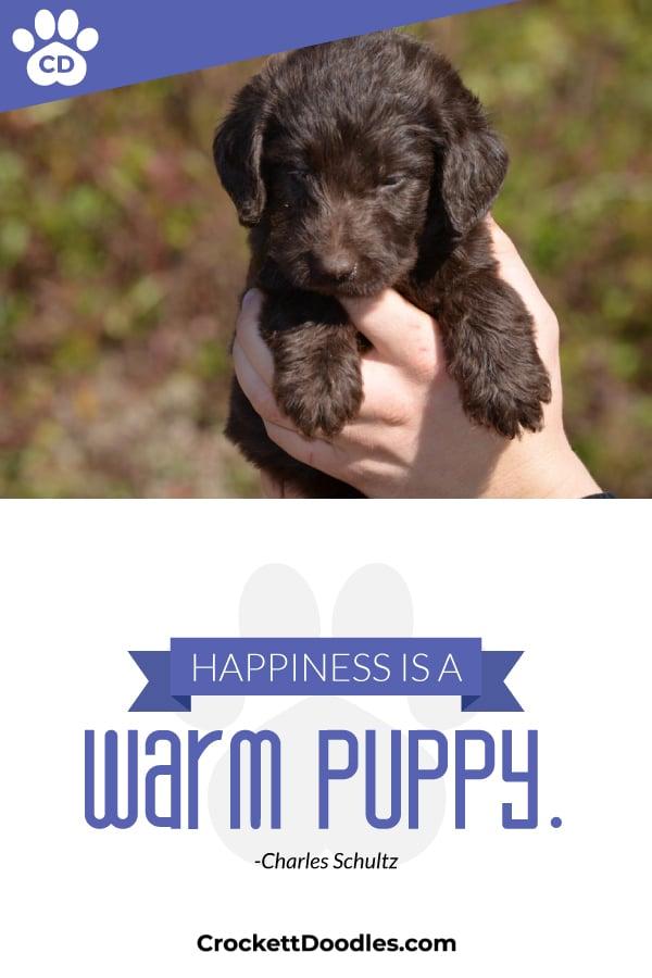 Puppy Quote Happiness Is A Warm Puppy