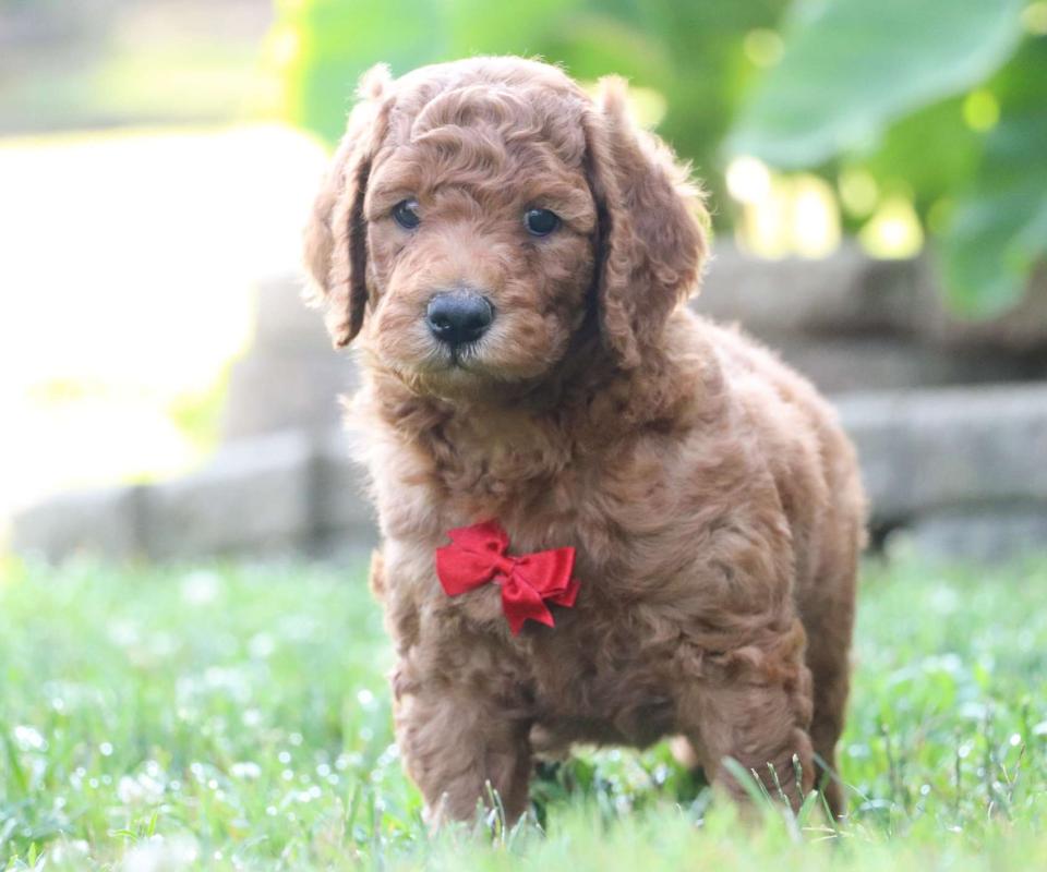 Goldendoodle Available