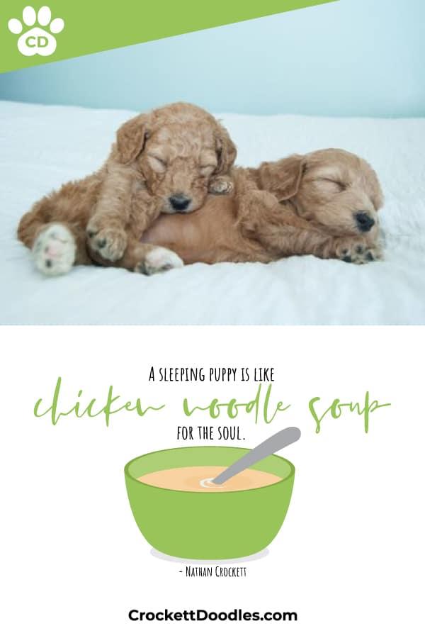 Puppy Quote Chicken Noodle Soup