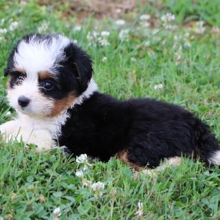 Name This Adorable Aussiedoodle Puppy