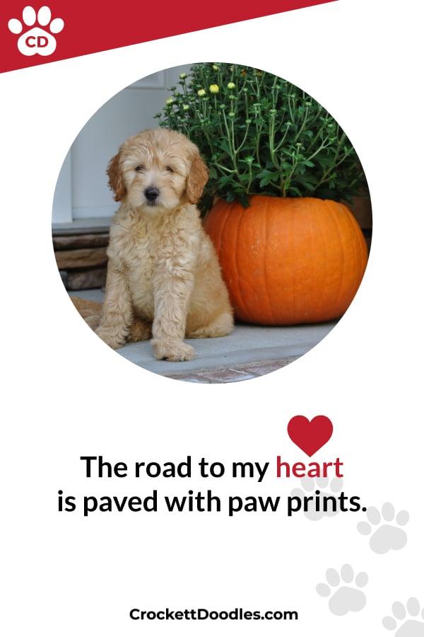 Puppy Quote Road To My Heart