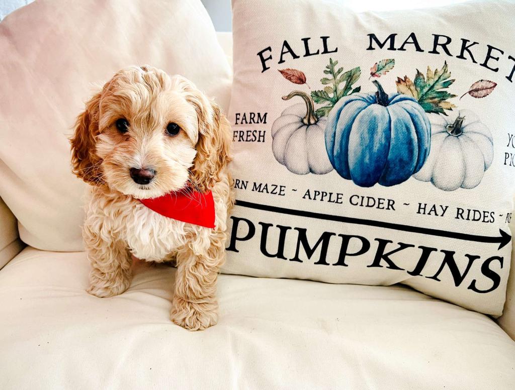 Best Baltimore Cockapoos Available — Crockett Doodles