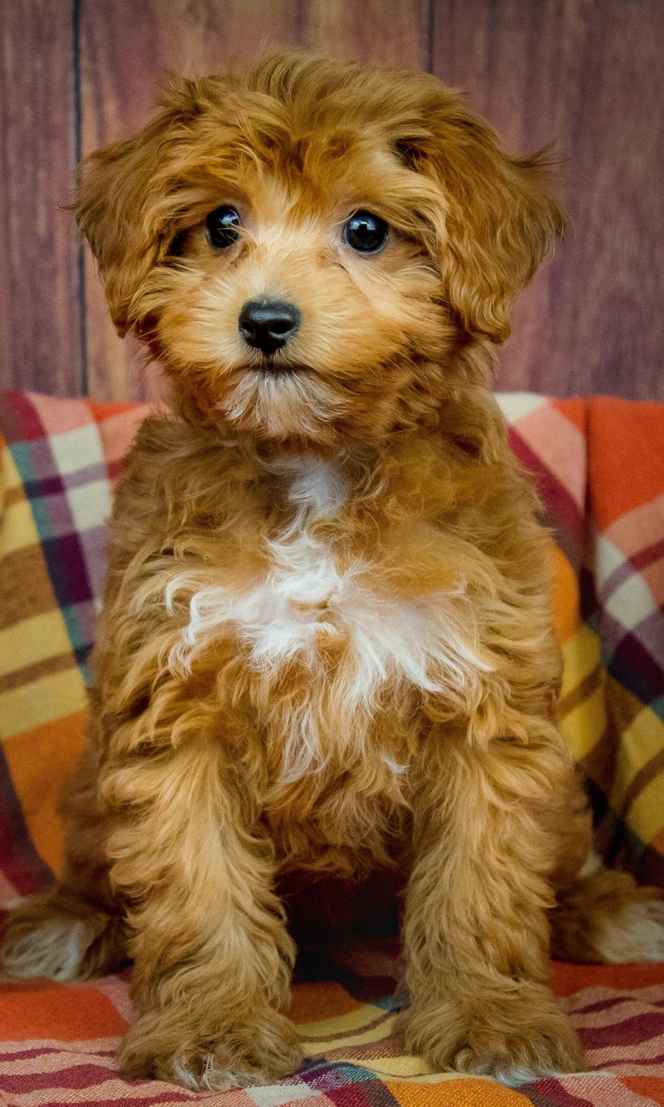 Available Cavapoo Puppy