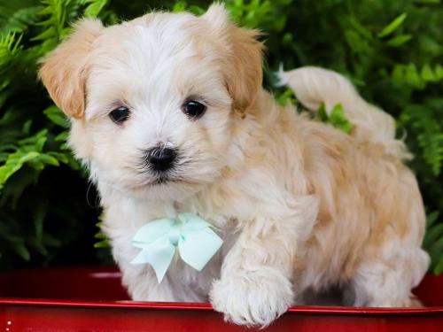 White/Cream Maltipoo Puppy