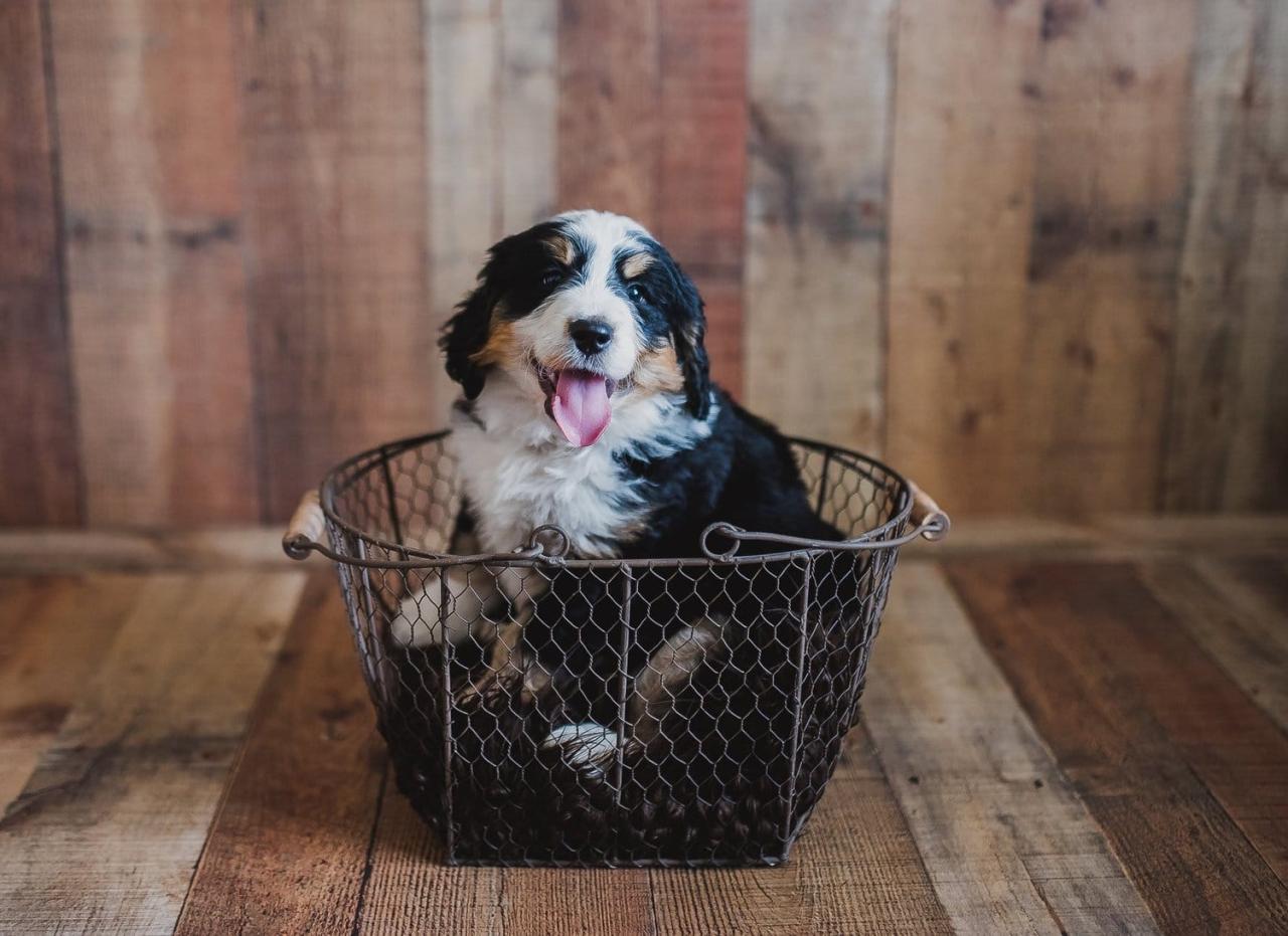 Bernedoodle Puppy in a basket